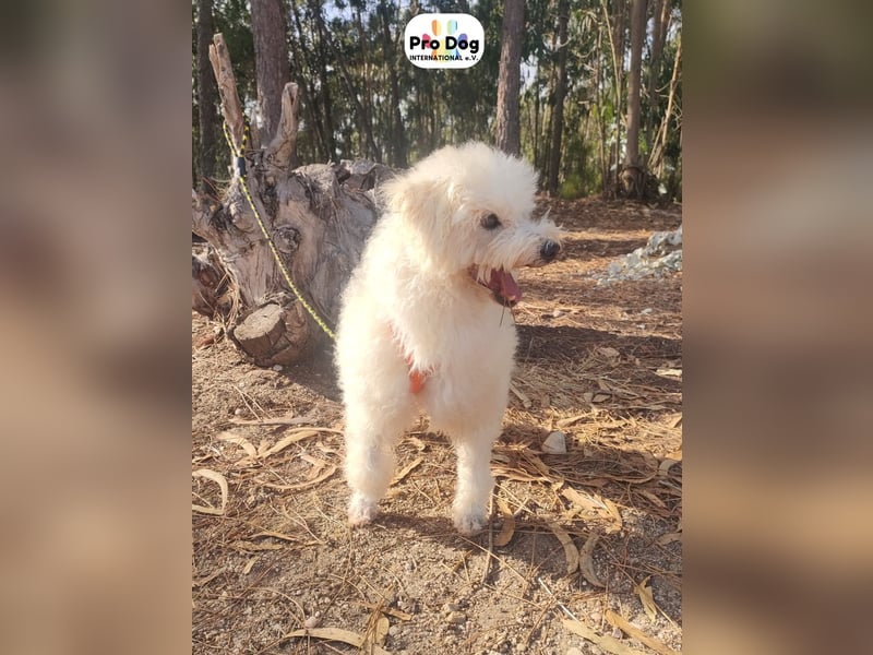 Fénix auf Pflegestelle in Langenbrand