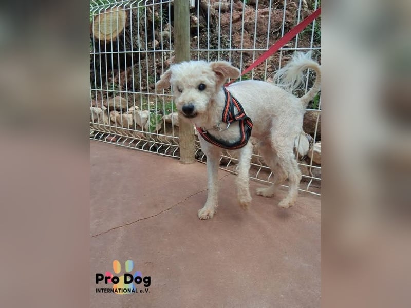 Fénix auf Pflegestelle in Langenbrand