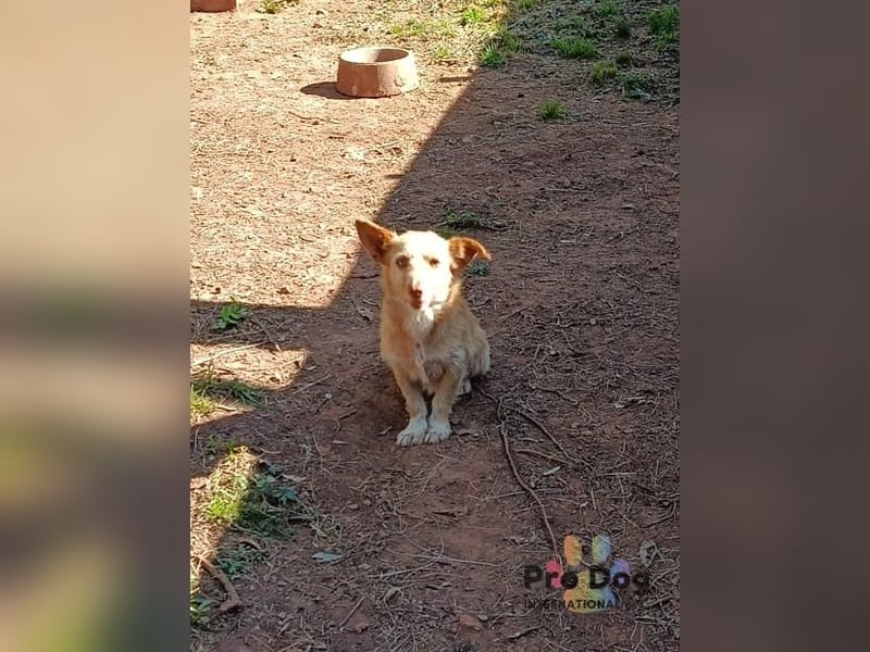 Finja - eine sanfte Seele sucht ihr Zuhause