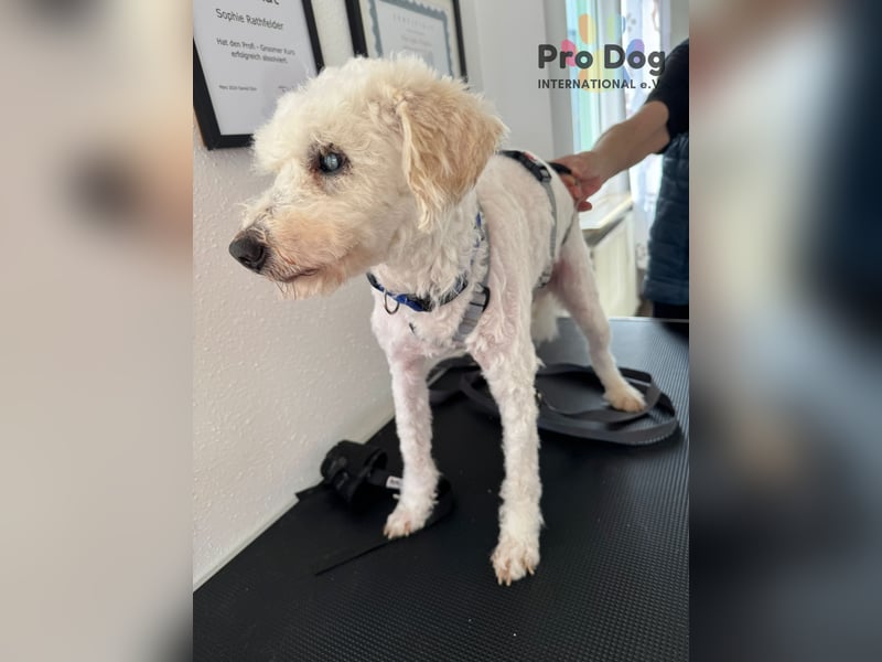 Fénix auf Pflegestelle in Langenbrand