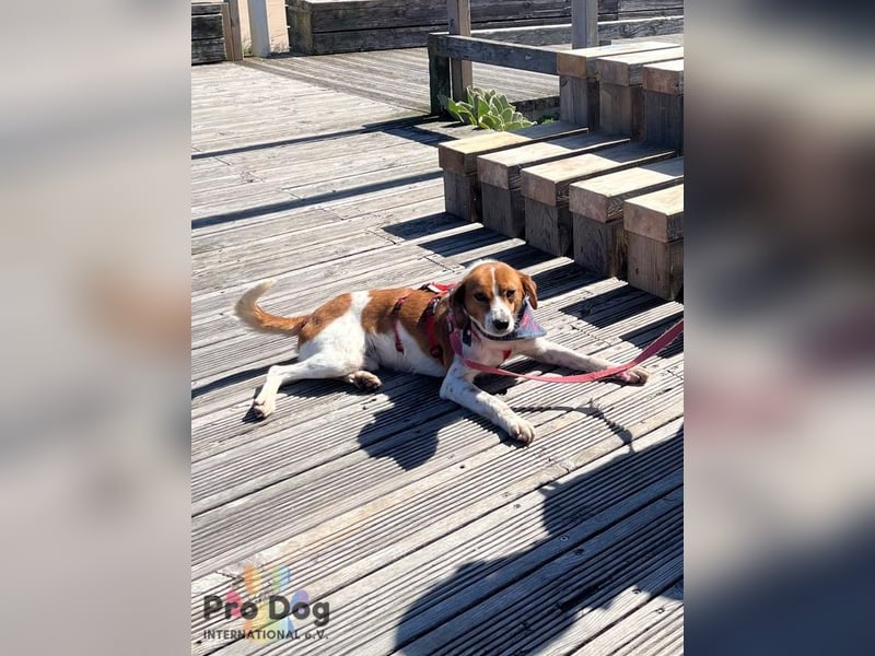 Riley sucht sein Zuhause