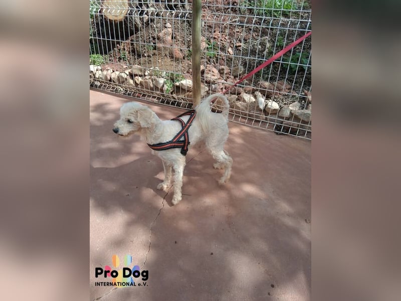 Fénix auf Pflegestelle in Langenbrand