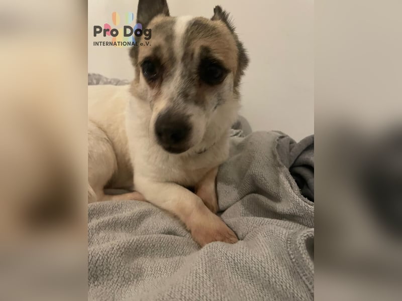 Tilda auf Pflegestelle