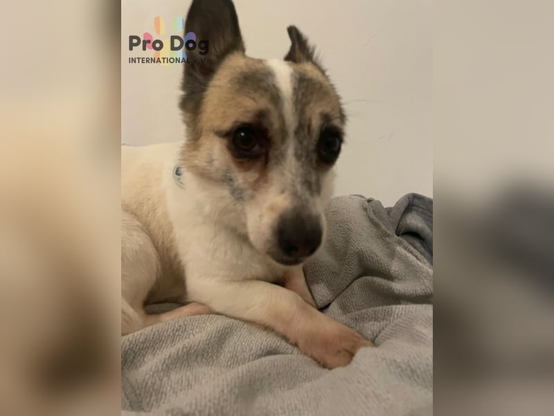 Tilda auf Pflegestelle