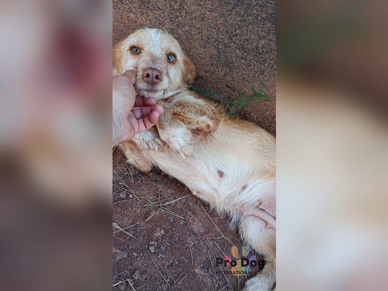 Finja - eine sanfte Seele sucht ihr Zuhause