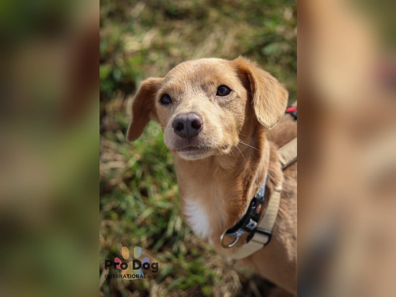 Oscar - ein kleiner Notfall auf der Suche