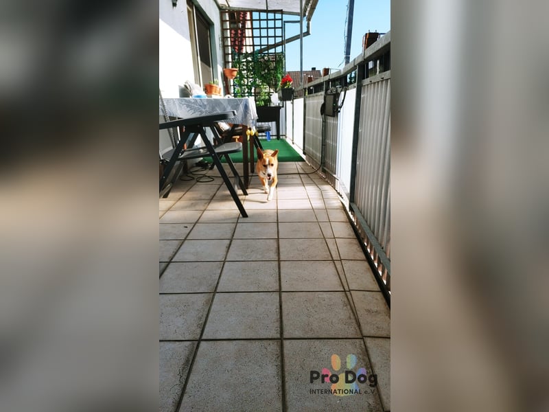 Vincent - Jackpot auf vier Pfoten