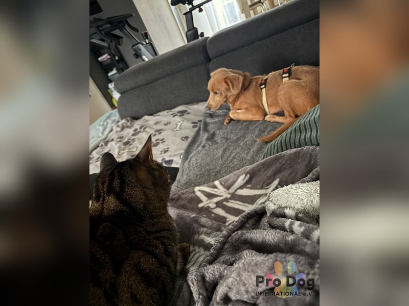 Oscar - ein kleiner Notfall auf der Suche