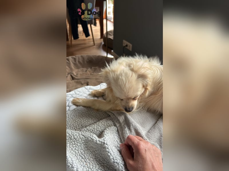 Nico - kleiner Hund ganz groß