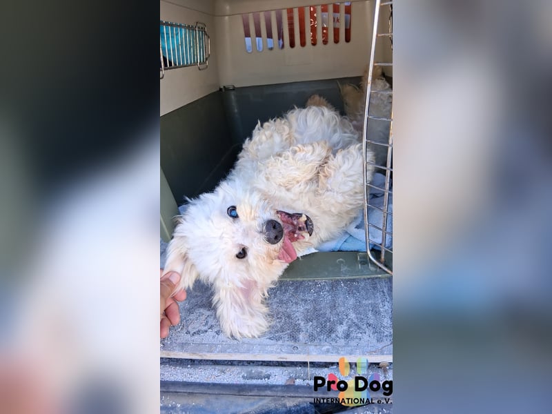 Fénix auf Pflegestelle in Langenbrand