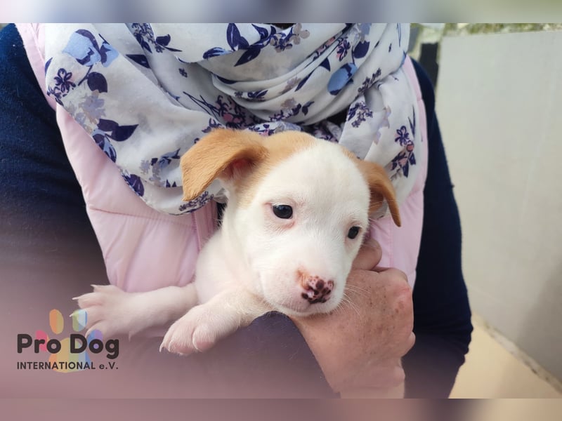 Hundebaby Rocky - Pflegestelle oder Zuhause gesucht