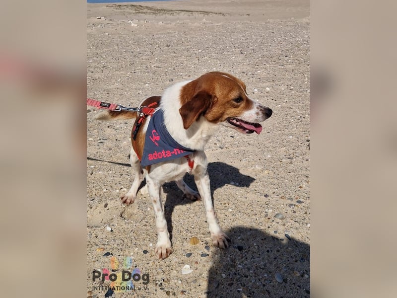 Riley sucht sein Zuhause