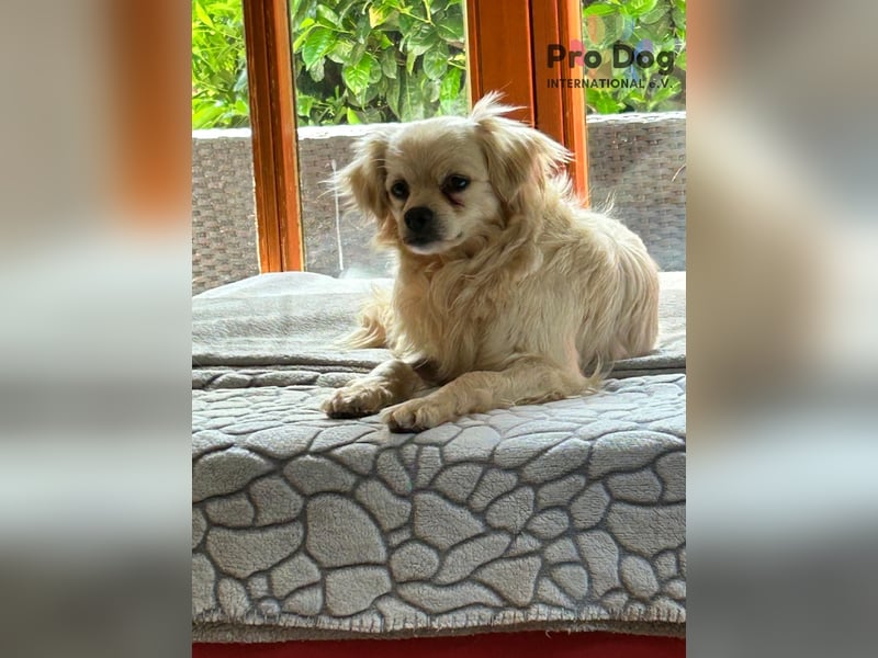 Nico - kleiner Hund ganz groß