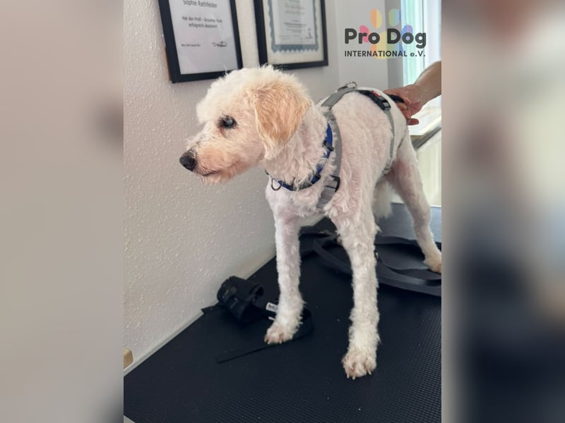 Fénix auf Pflegestelle in Langenbrand