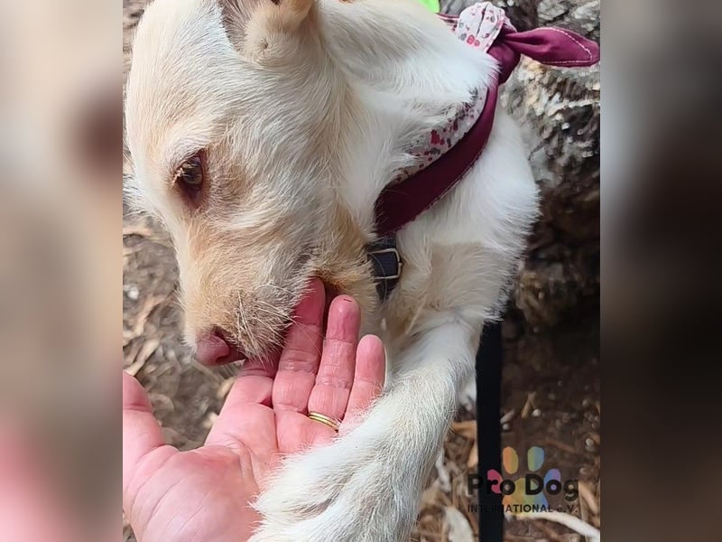 Hundekind Nala