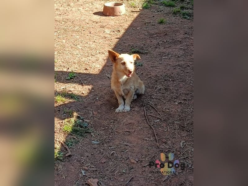 Finja - eine sanfte Seele sucht ihr Zuhause