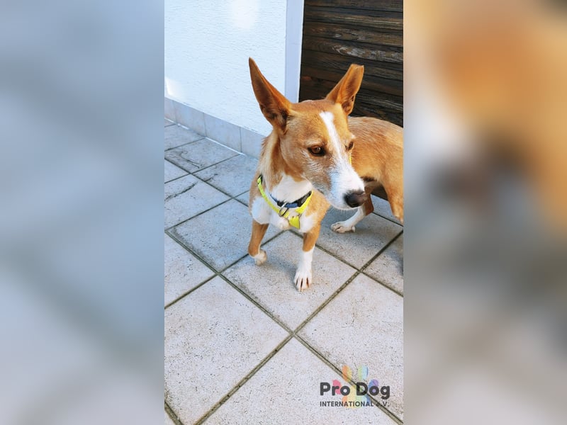 Vincent - Jackpot auf vier Pfoten