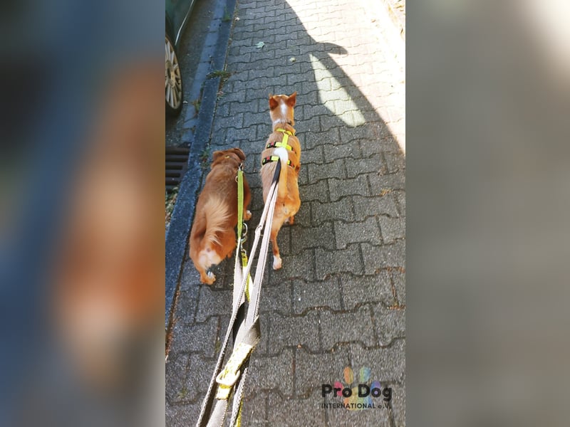 Vincent - Jackpot auf vier Pfoten