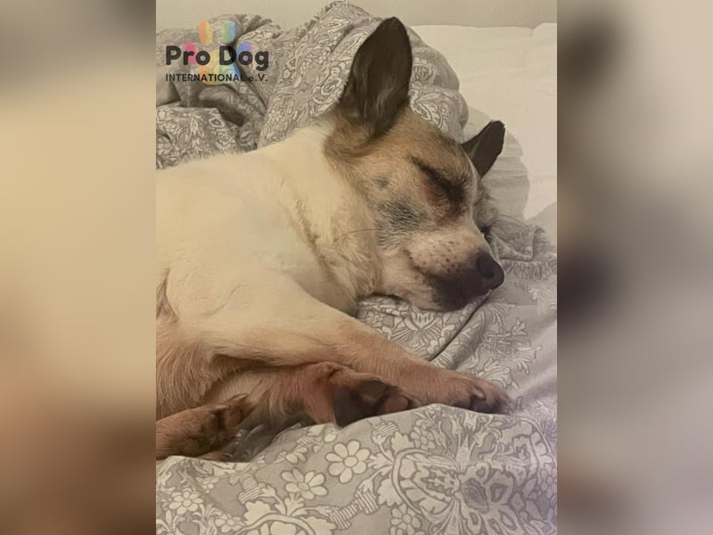 Tilda auf Pflegestelle