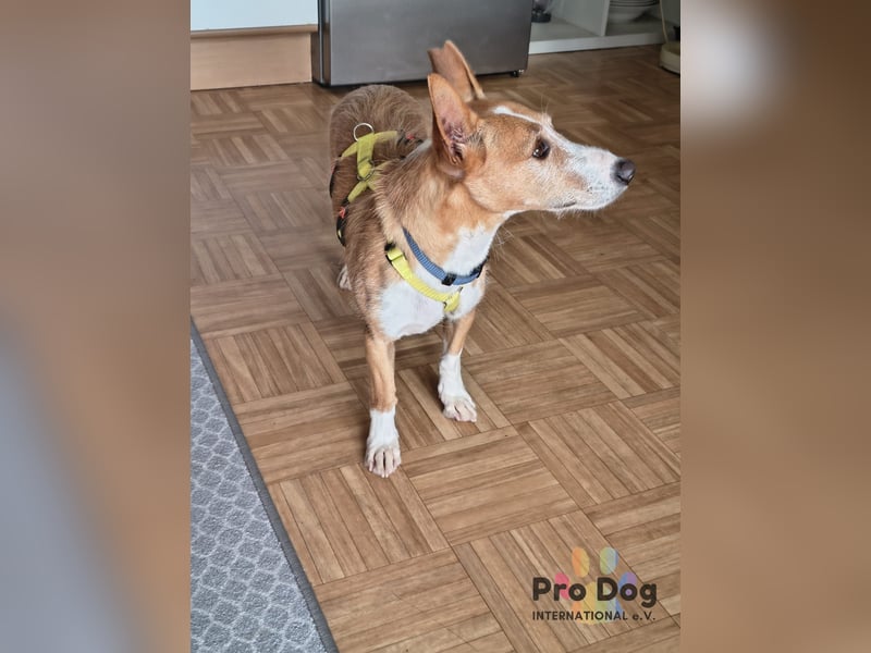 Vincent - Jackpot auf vier Pfoten