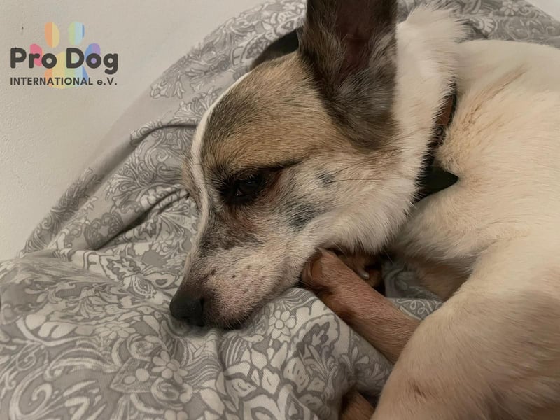 Tilda auf Pflegestelle