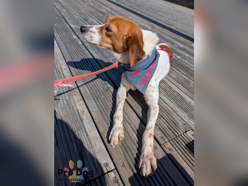 Riley sucht sein Zuhause