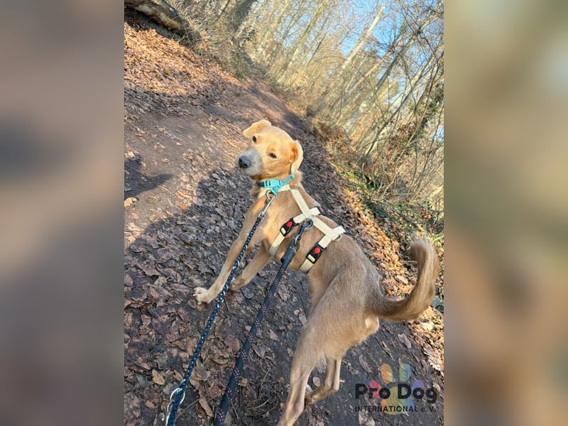 Oscar - ein kleiner Notfall auf der Suche