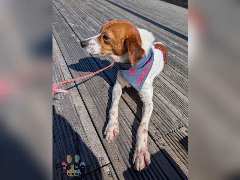 Riley sucht sein Zuhause