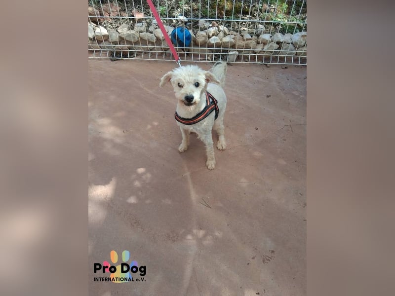 Fénix auf Pflegestelle in Langenbrand