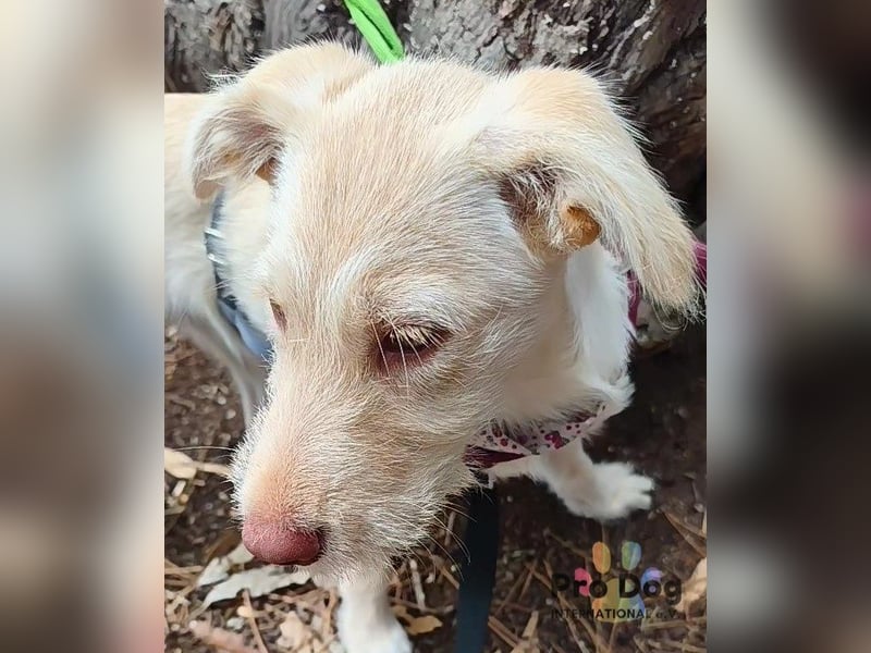 Hundekind Nala