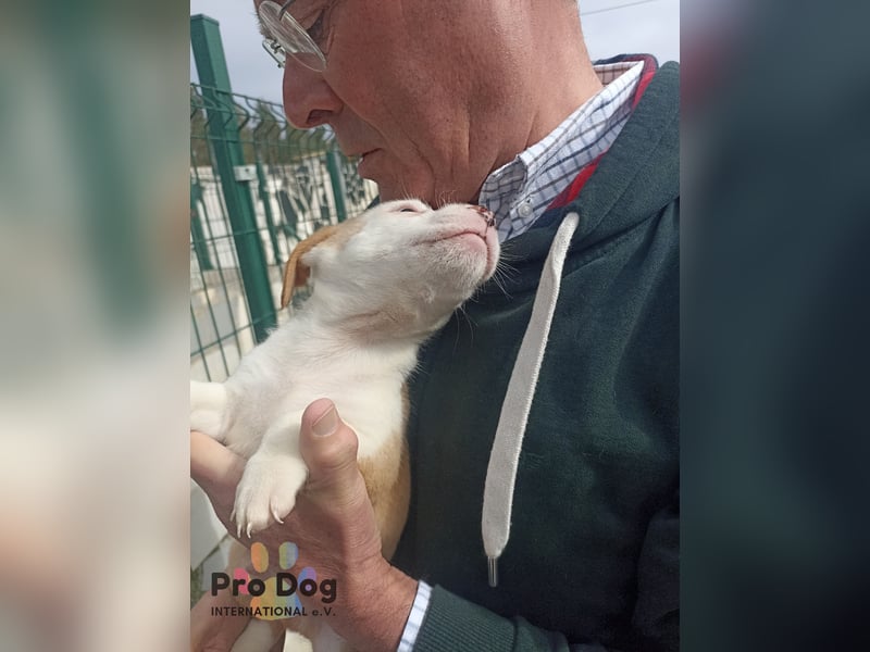 Hundebaby Rocky - Pflegestelle oder Zuhause gesucht