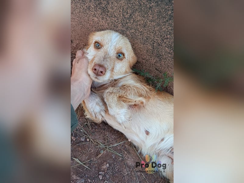 Finja - eine sanfte Seele sucht ihr Zuhause