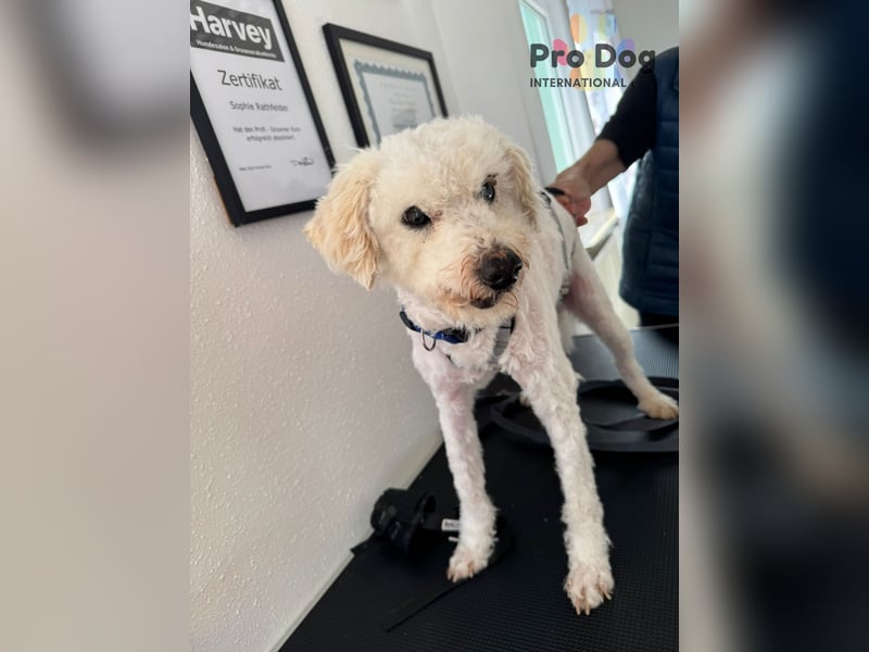 Fénix auf Pflegestelle in Langenbrand