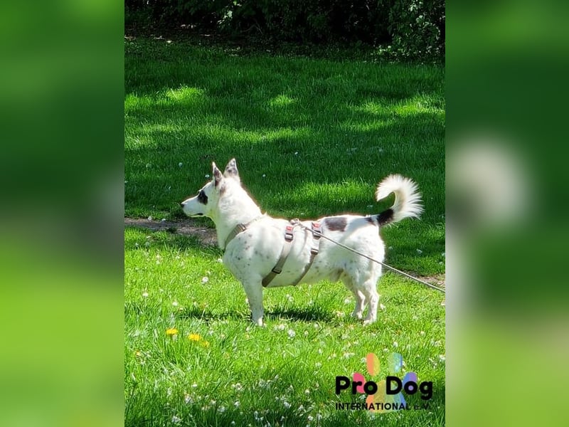 Aiko auf Pflegestelle