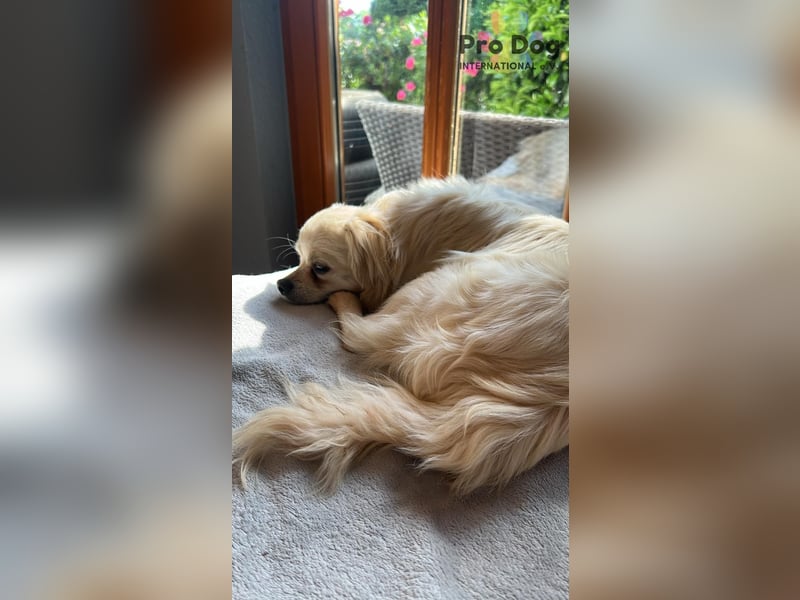 Nico - kleiner Hund ganz groß