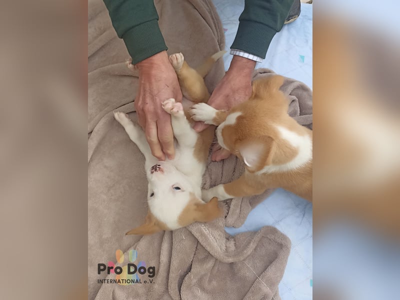 Hundebaby Rocky - Pflegestelle oder Zuhause gesucht