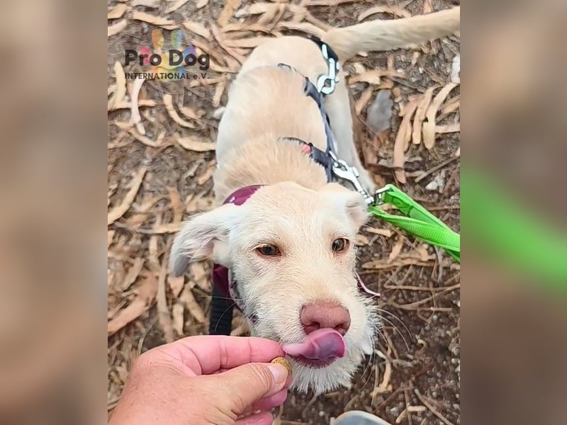 Hundekind Nala