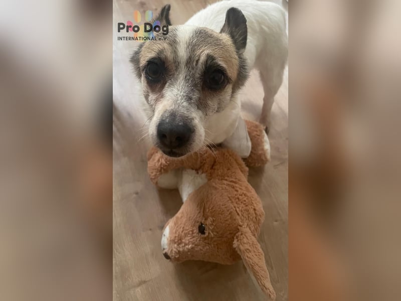 Tilda auf Pflegestelle