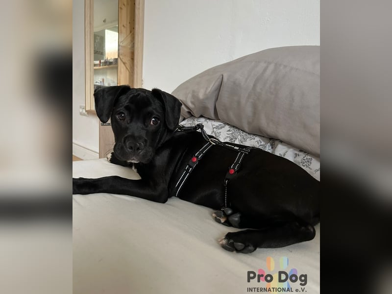 Sharik sucht dringend ein neues Zuhause