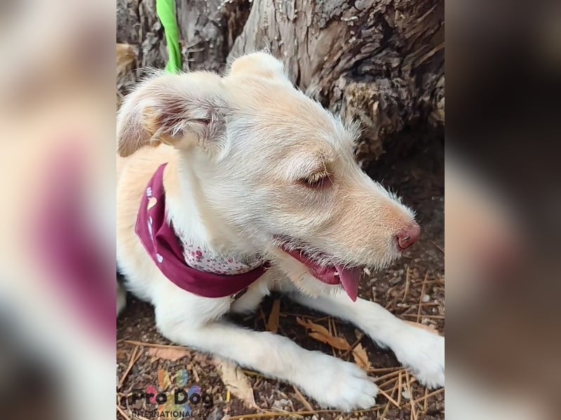 Hundekind Nala
