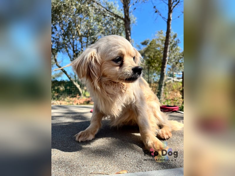 Nico auf Pflegestelle