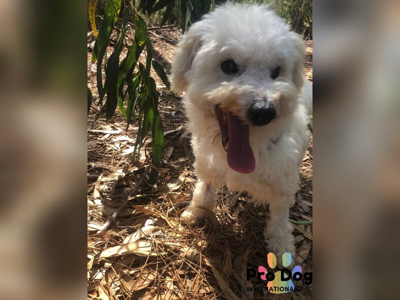 Fénix auf Pflegestelle in Langenbrand