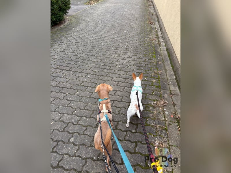 Oscar - ein kleiner Notfall auf der Suche