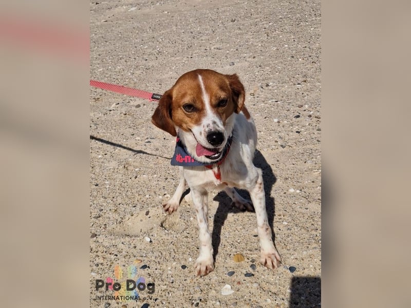 Riley sucht sein Zuhause