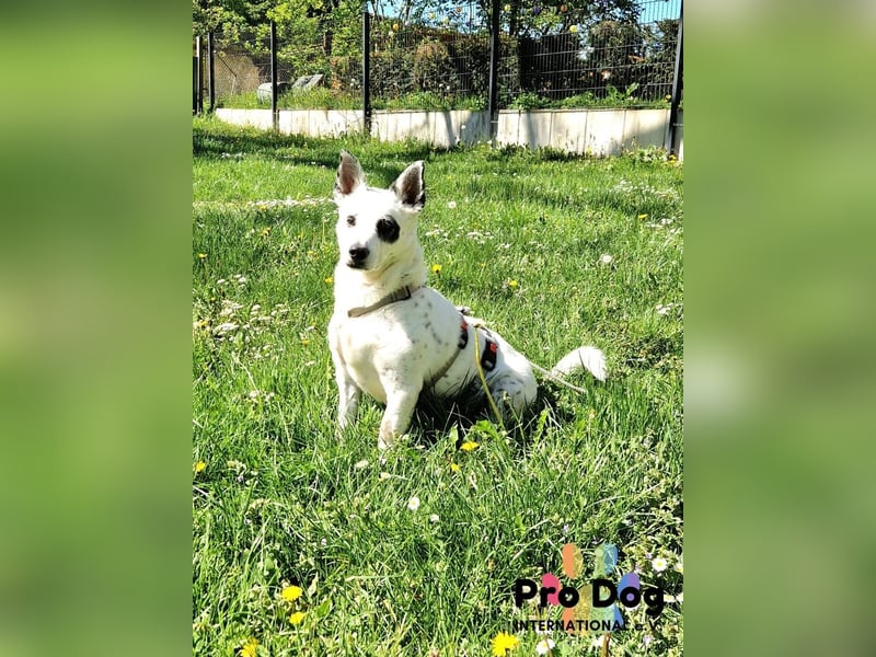 Aiko auf Pflegestelle