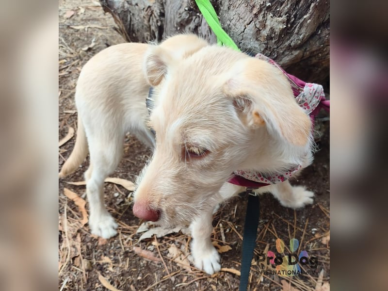 Hundekind Nala
