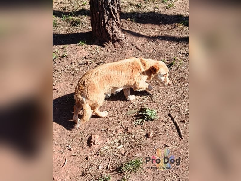 Finja - eine sanfte Seele sucht ihr Zuhause