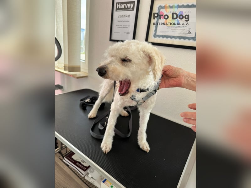 Fénix auf Pflegestelle in Langenbrand