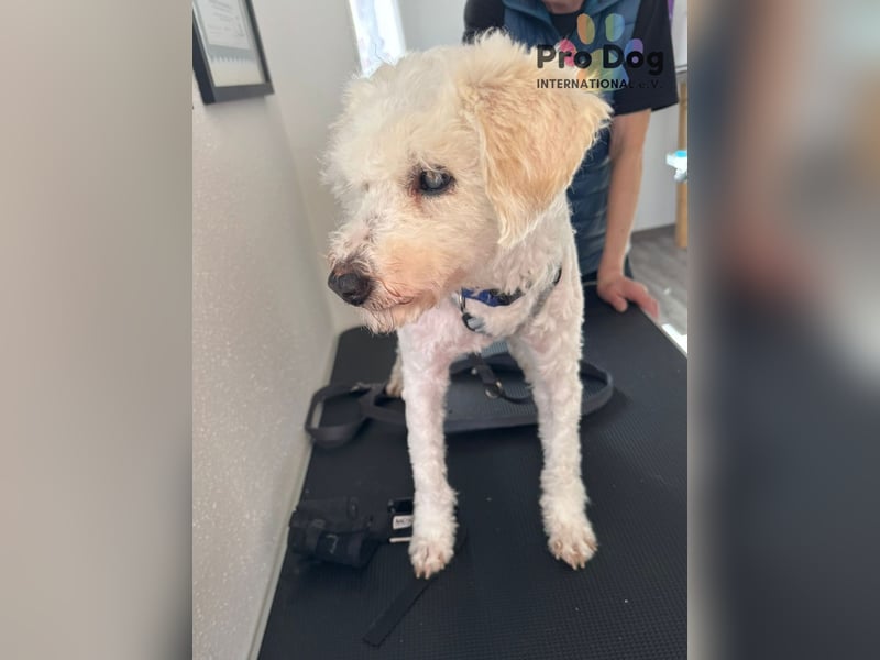 Fénix auf Pflegestelle in Langenbrand