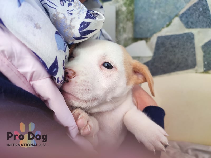 Hundebaby Rocky - Pflegestelle oder Zuhause gesucht